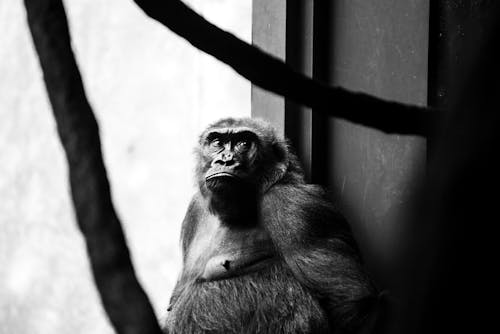 Monochrome Photo of Gorilla 