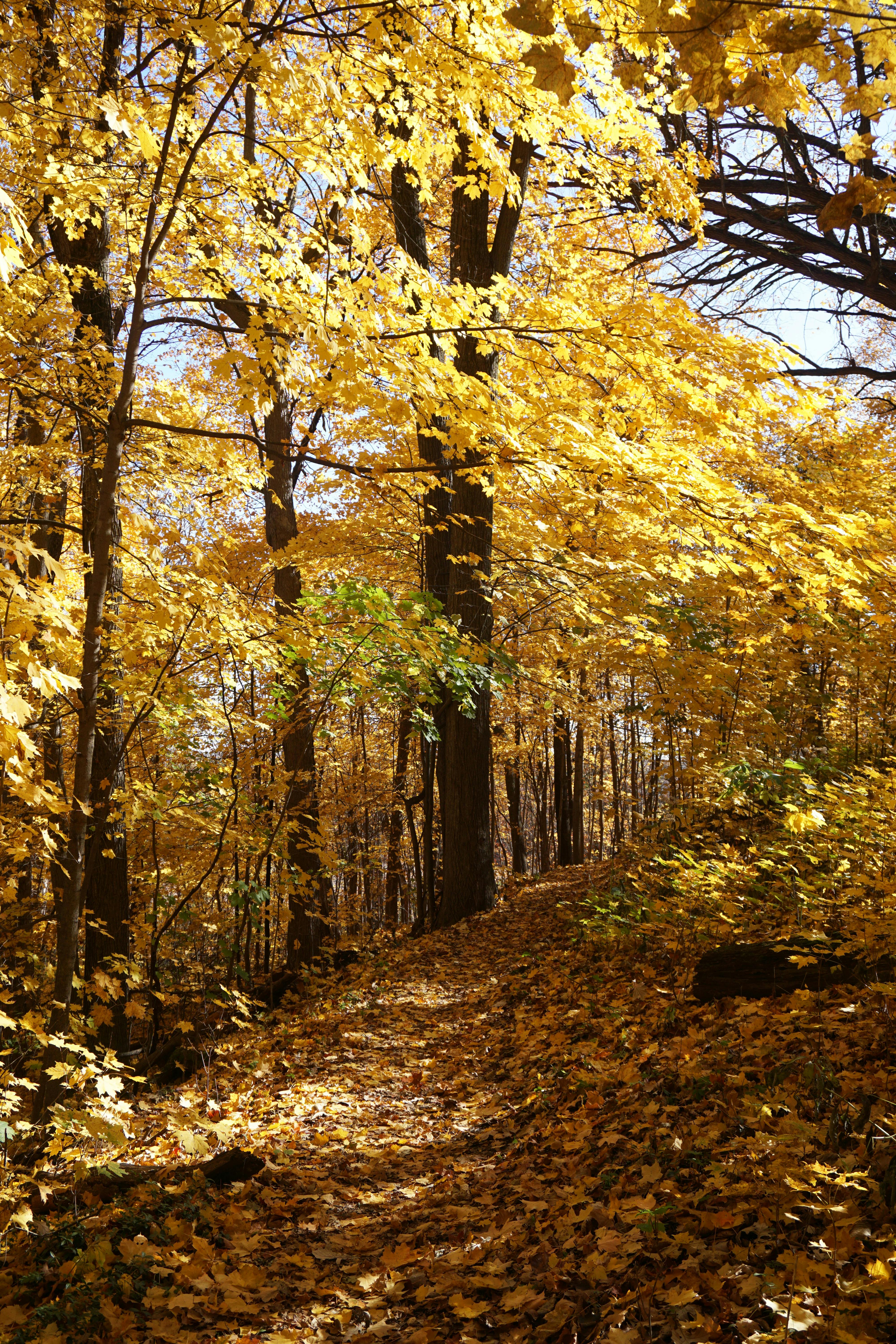 Serene forest trail surrounded by vibrant autumn colors and golden leaves.