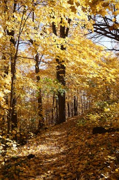 Serene forest trail surrounded by vibrant autumn colors and golden leaves.