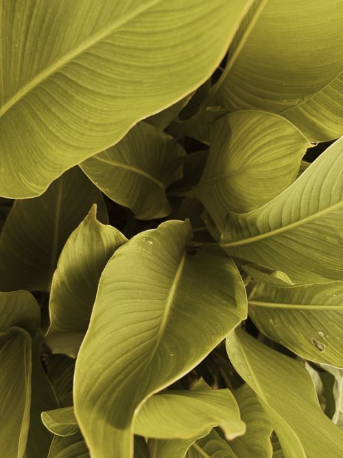 Free A close-up of lush green tropical leaves, showcasing nature's vibrant textures. Stock Photo