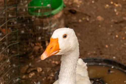 Free A detailed close-up of a goose with a striking orange beak and blue eyes in Šibensko-kninska, Croatia. Stock Photo