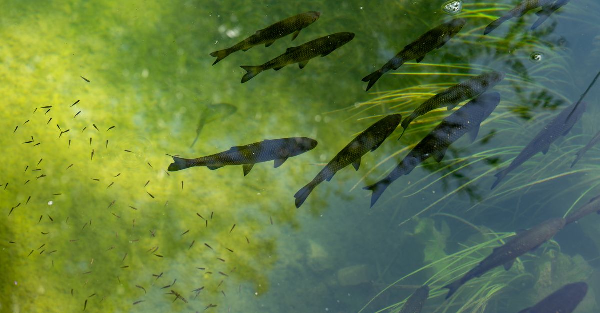 Le voyage des poissons migrateurs : un phénomène fascinant