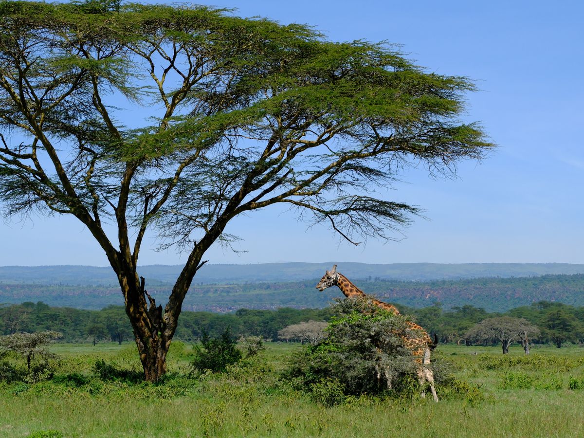 7 Day PUMUA: A Sacred Breathwork & Zen Journey in Kenya 2