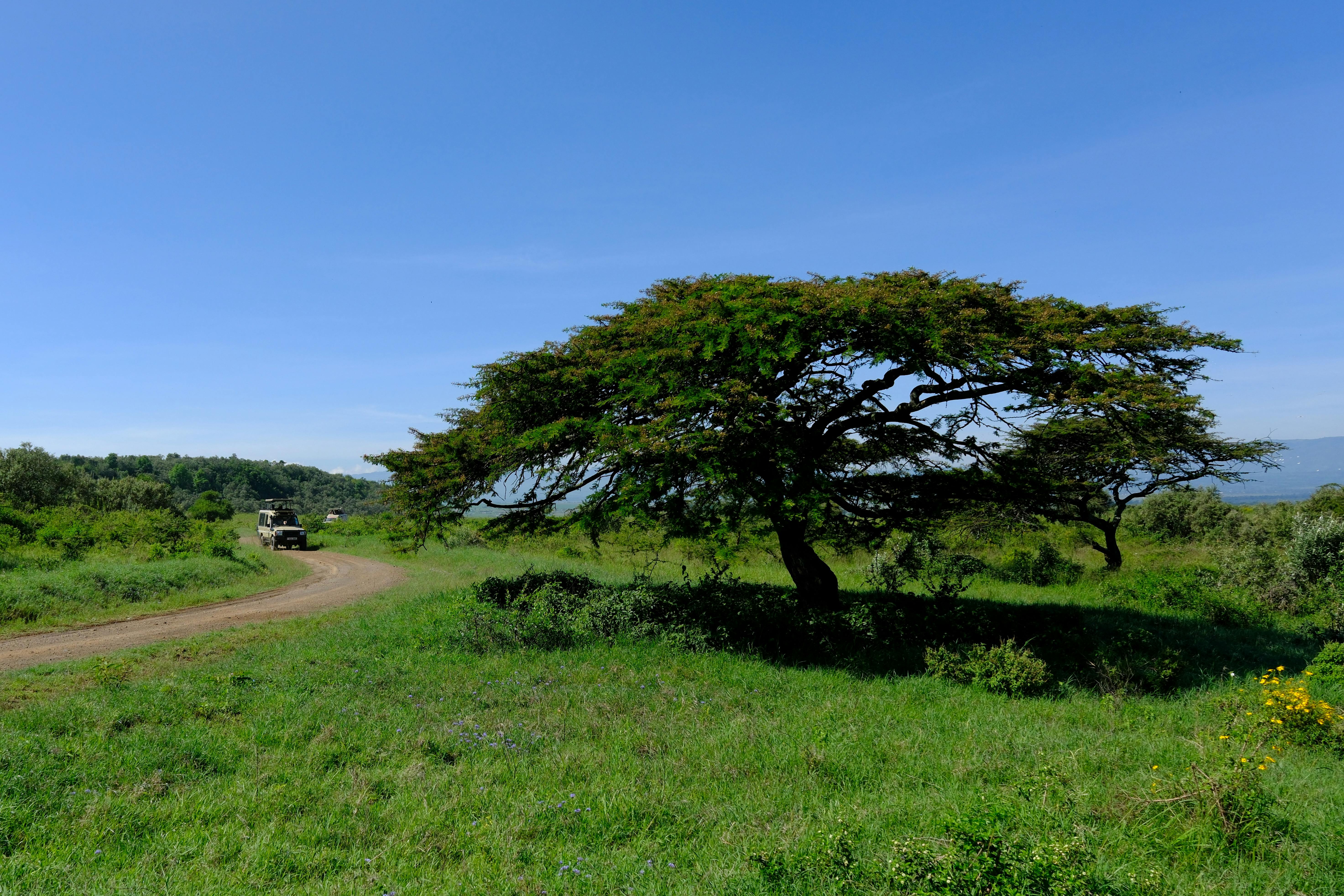 Image : Kenya's Wild Heart: Unveiling Authentic Safari Secrets with Jemu Expeditions