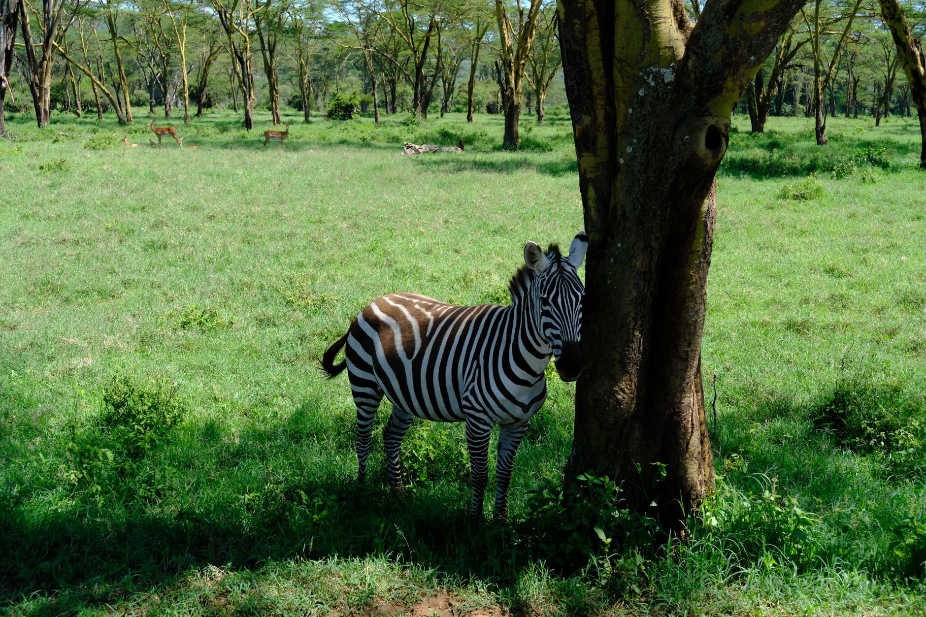 Popular sights in Lake Nakuru National Park Landmarks in Lake Nakuru National Park