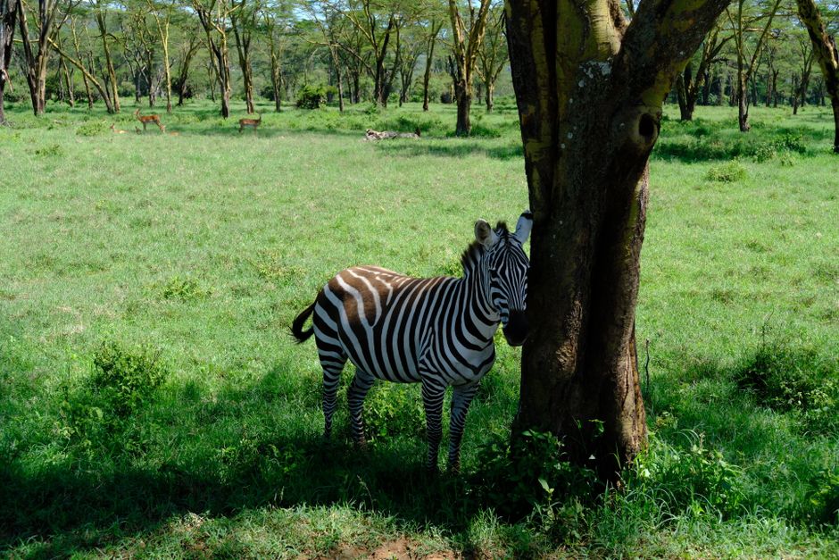 A zebra stands beside a tree in the lush grasslands of Nakuru, Kenya.