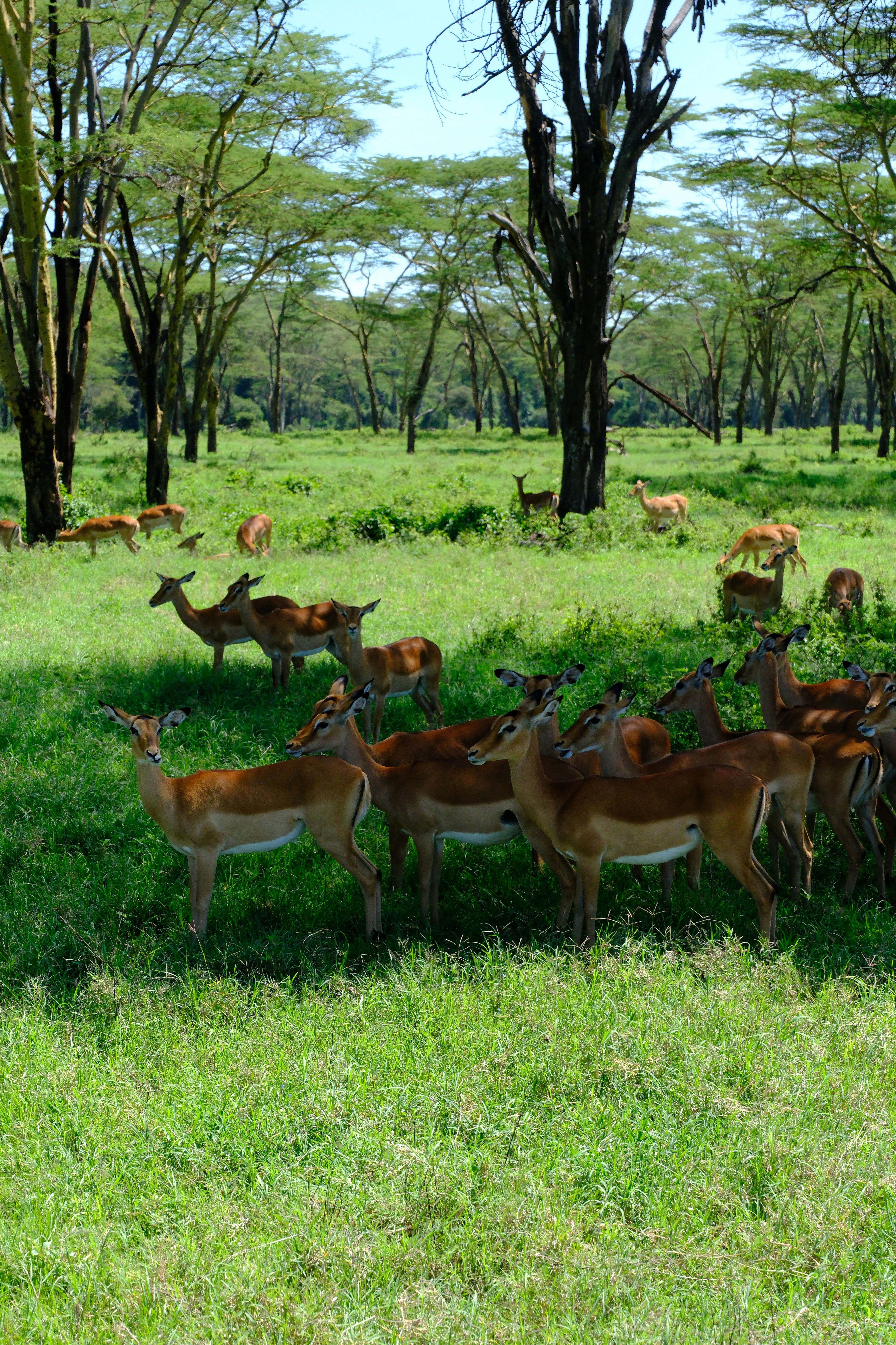Highlights of kenya - Image 3