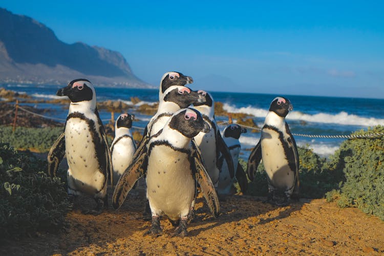 Group Of African Penguins