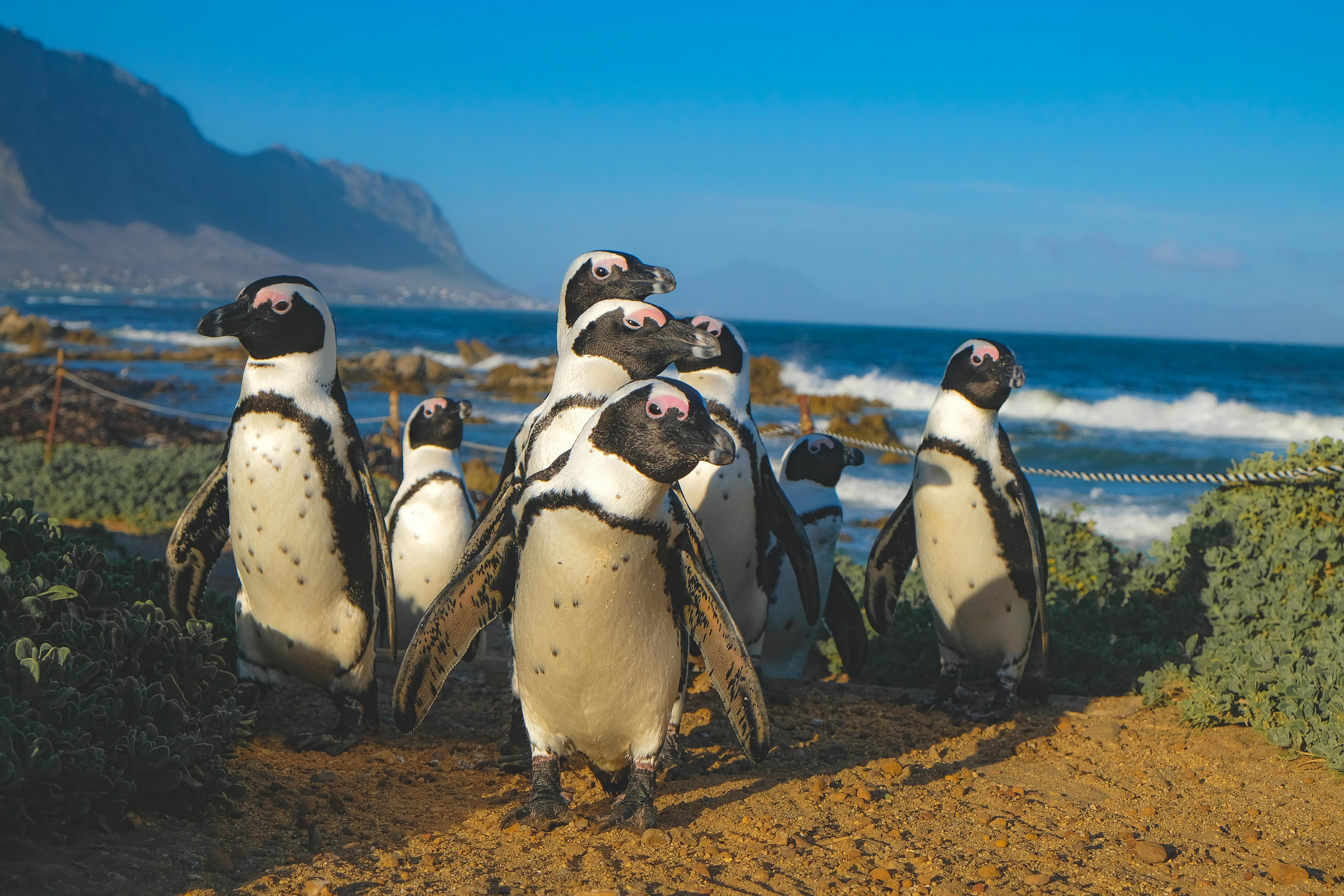 Group of African Penguins · Free Stock Photo