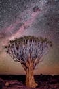 Tree Under Starry Sky