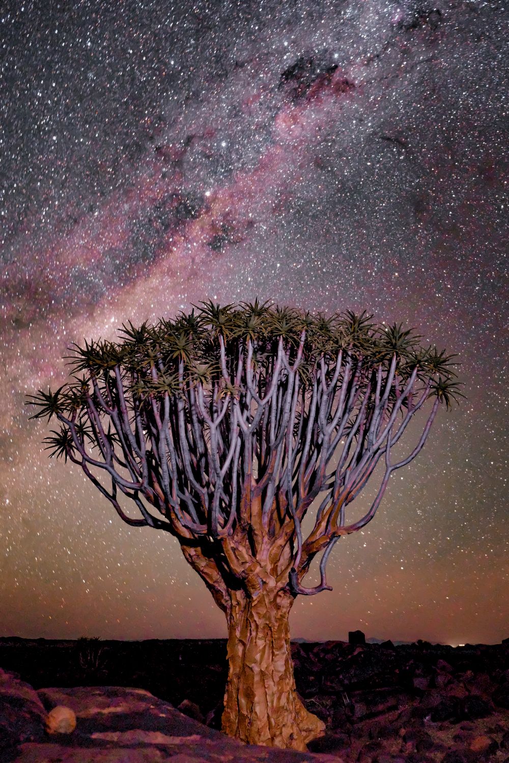Tree Under Starry Sky · Free Stock Photo