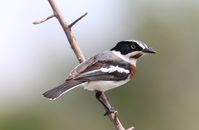 Capture of a Chinspot Batis (Batis molitor) perched on a branch.