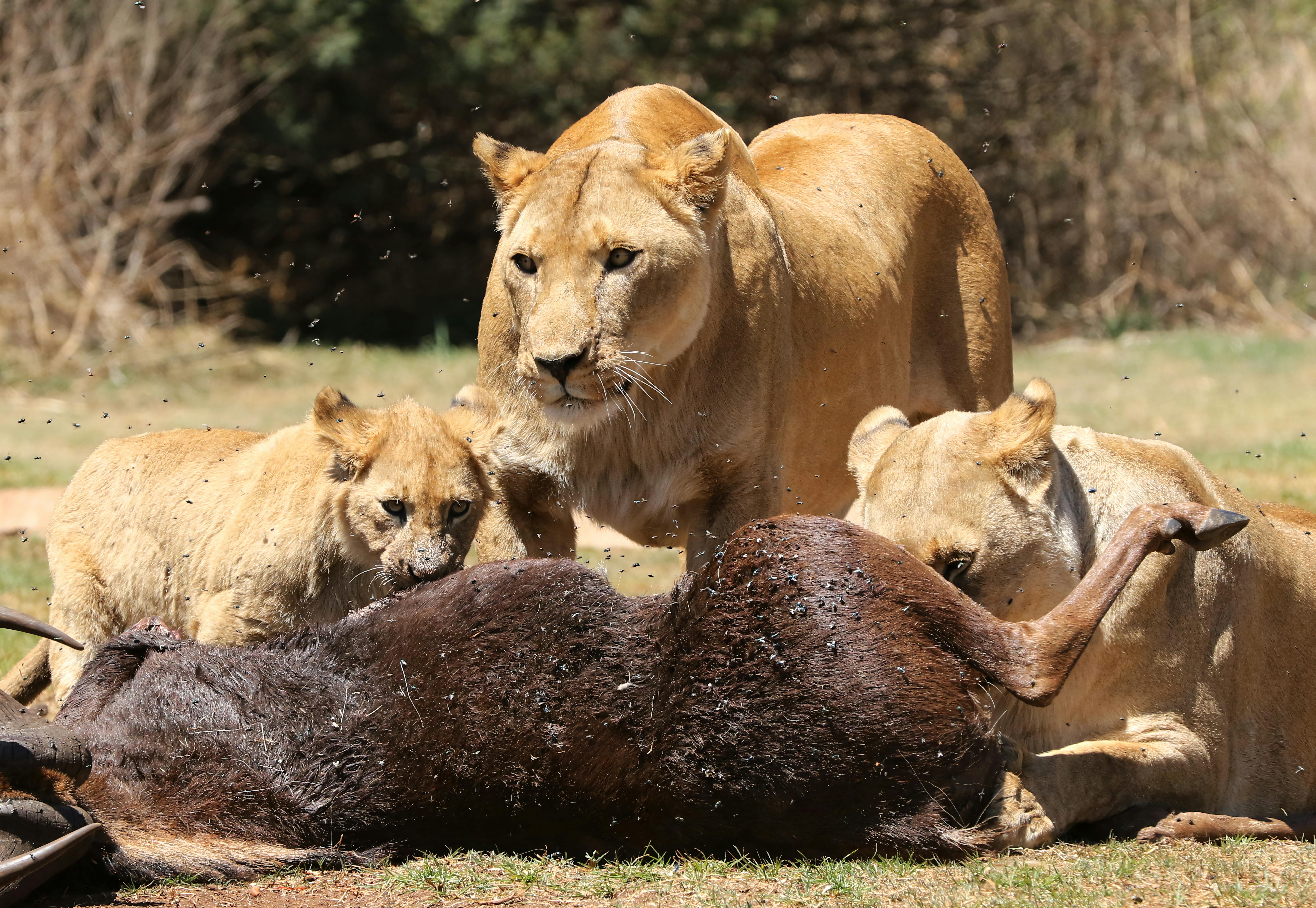 Lion Pride Hunt — Hwange National Park Zimbabwe