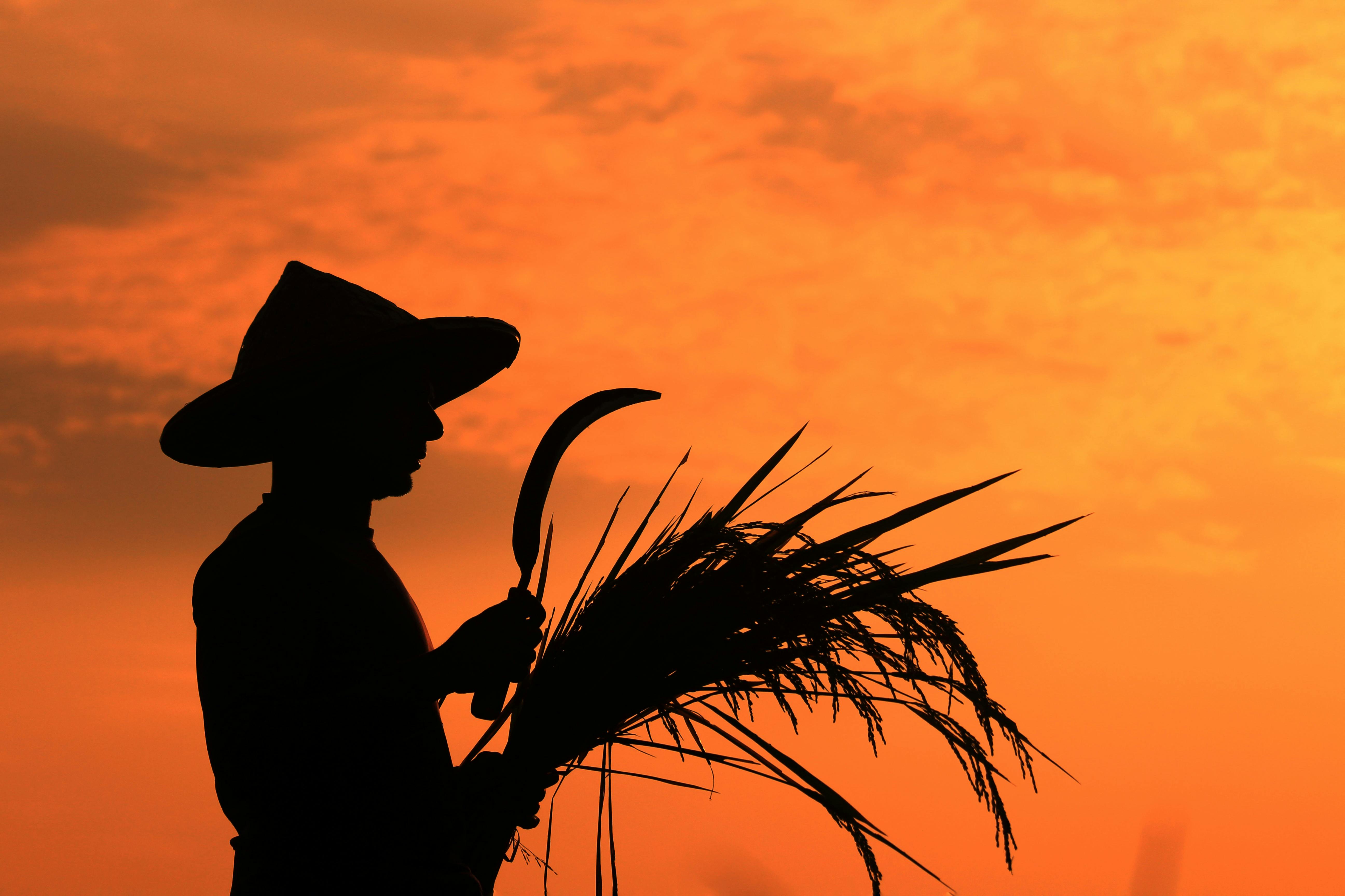 A silhouette of a farmer holding a sickle and rice stems against a vibrant sunset sky, capturing rural life.
