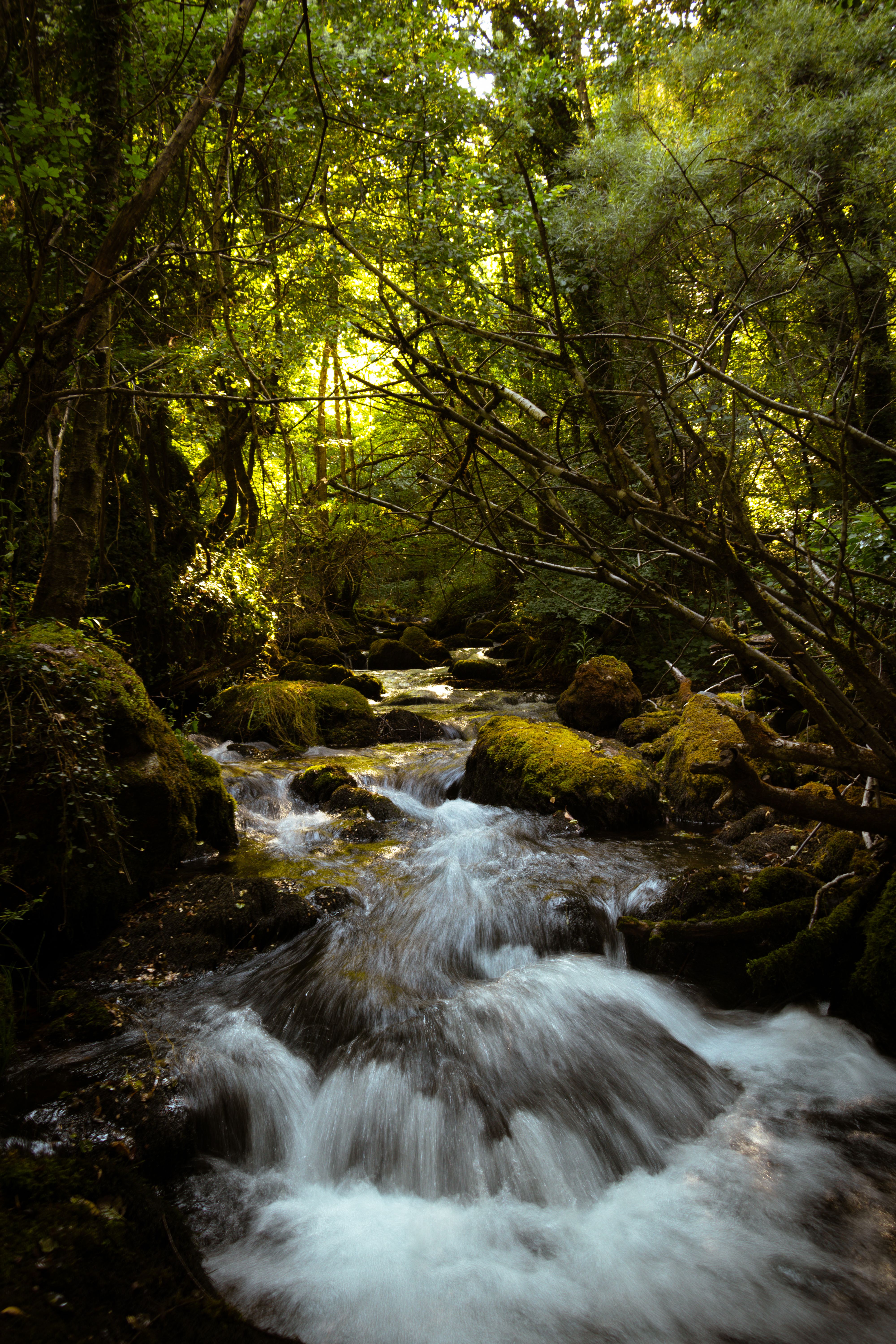 Tranquil Forest Stream Surrounded by Lush Greenery · Free Stock Photo