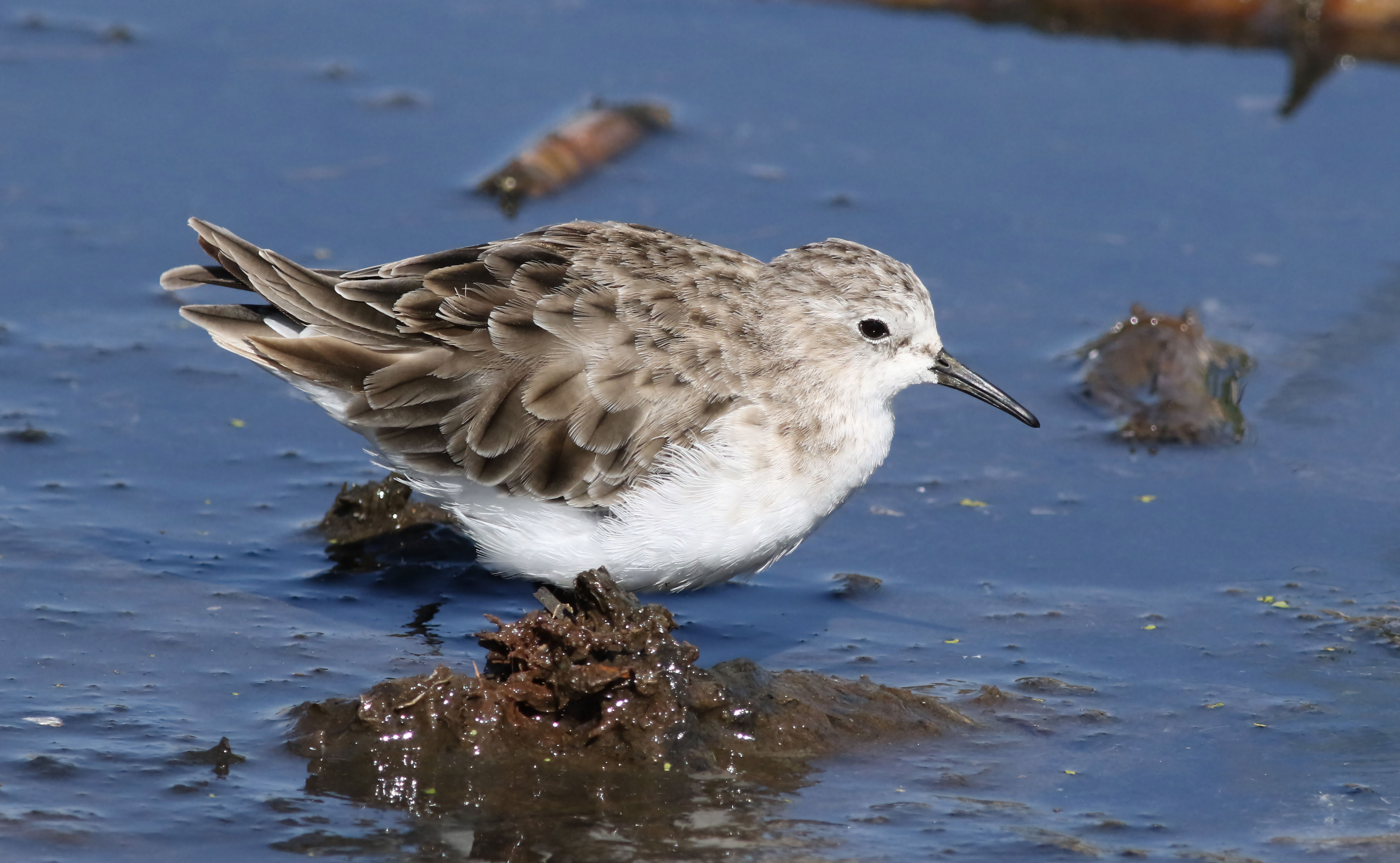 Migratory shorebird wading through mudflats at Sungei Buloh Wetland Reserve during birdwatching season