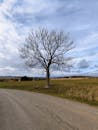 Solitary Tree in Open Field under Moody Sky
