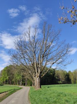 A serene country road with a large, leafless tree under a clear blue sky in springtime.