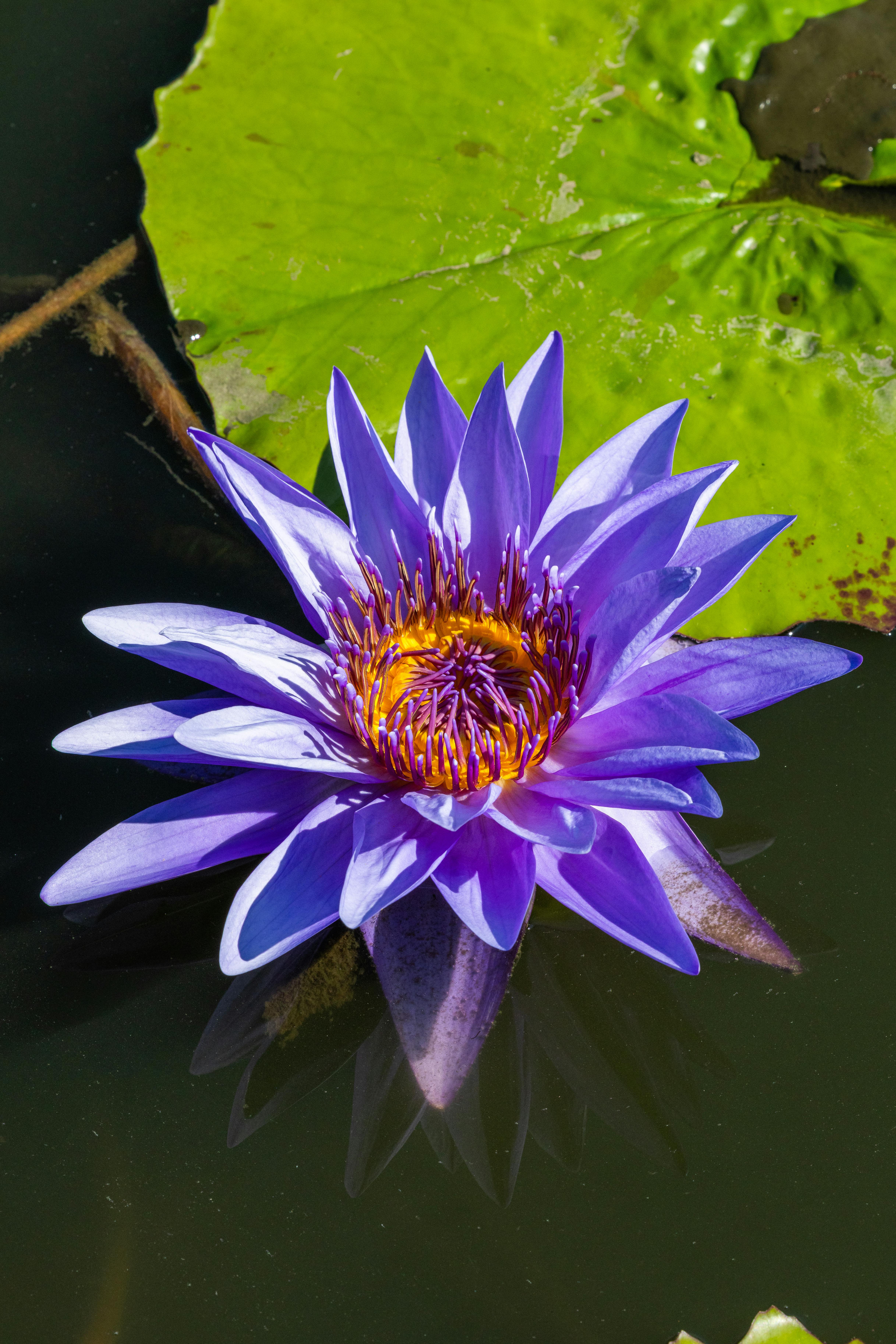 Kanban System Design Certification