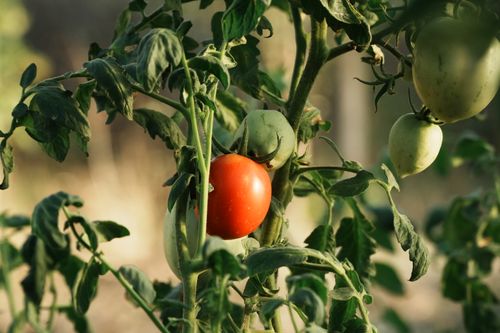 Free Close-up of ripe and unripe tomatoes growing on the vine with lush green leaves. Stock Photo