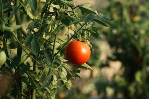 Free Close-up of a ripe red tomato on a vine amidst lush green foliage, captured outdoors. Stock Photo