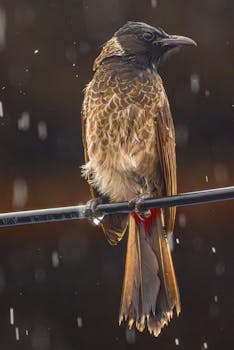 A Red-Vented Bulbul perched on a wire during a rain shower, displaying its unique plumage.