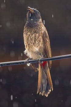 A red-vented bulbul enjoying a refreshing rain shower while perched on a wire.