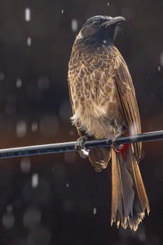 A red-vented bulbul sits on a wire during rain, showcasing vibrant plumage.