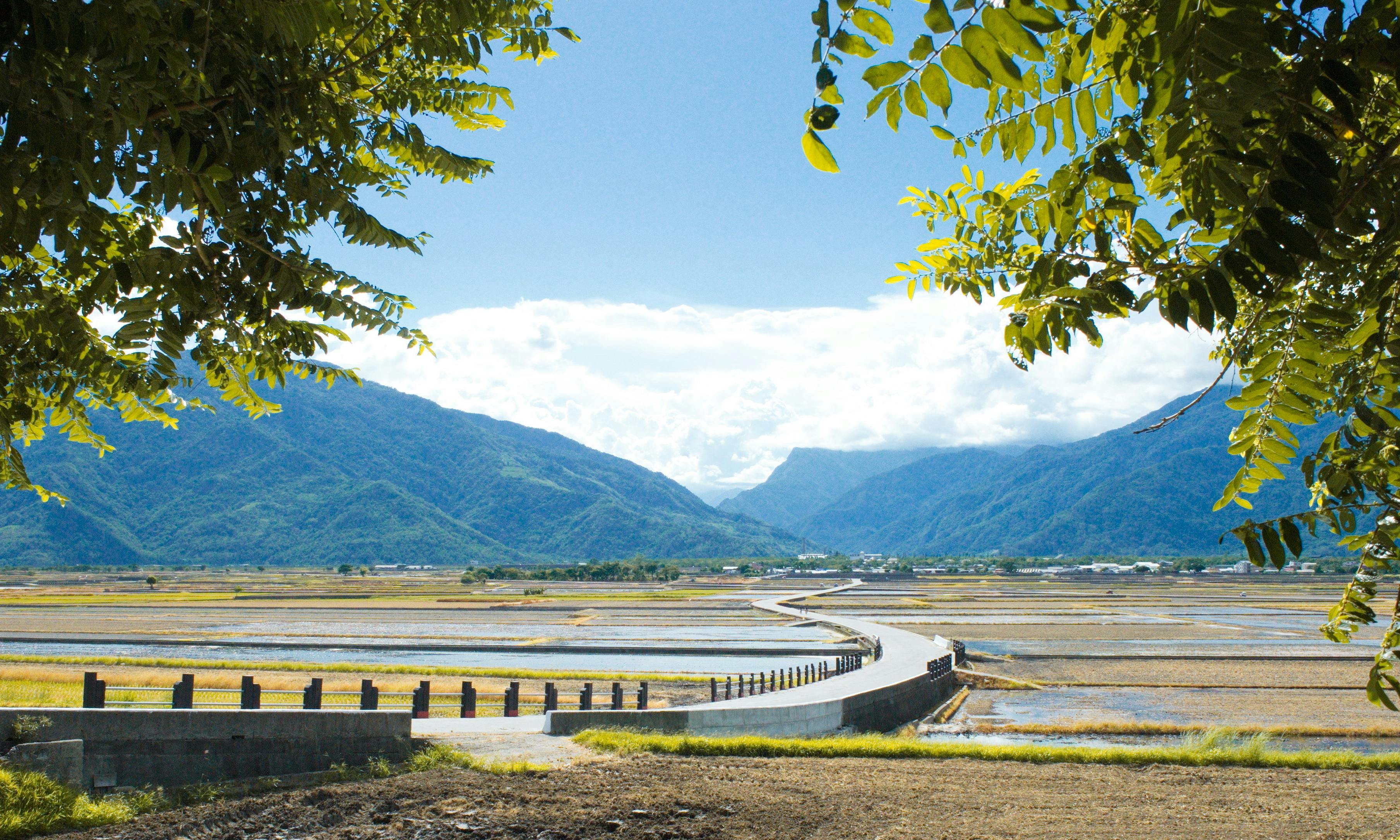 稻田與山脈的和諧畫面