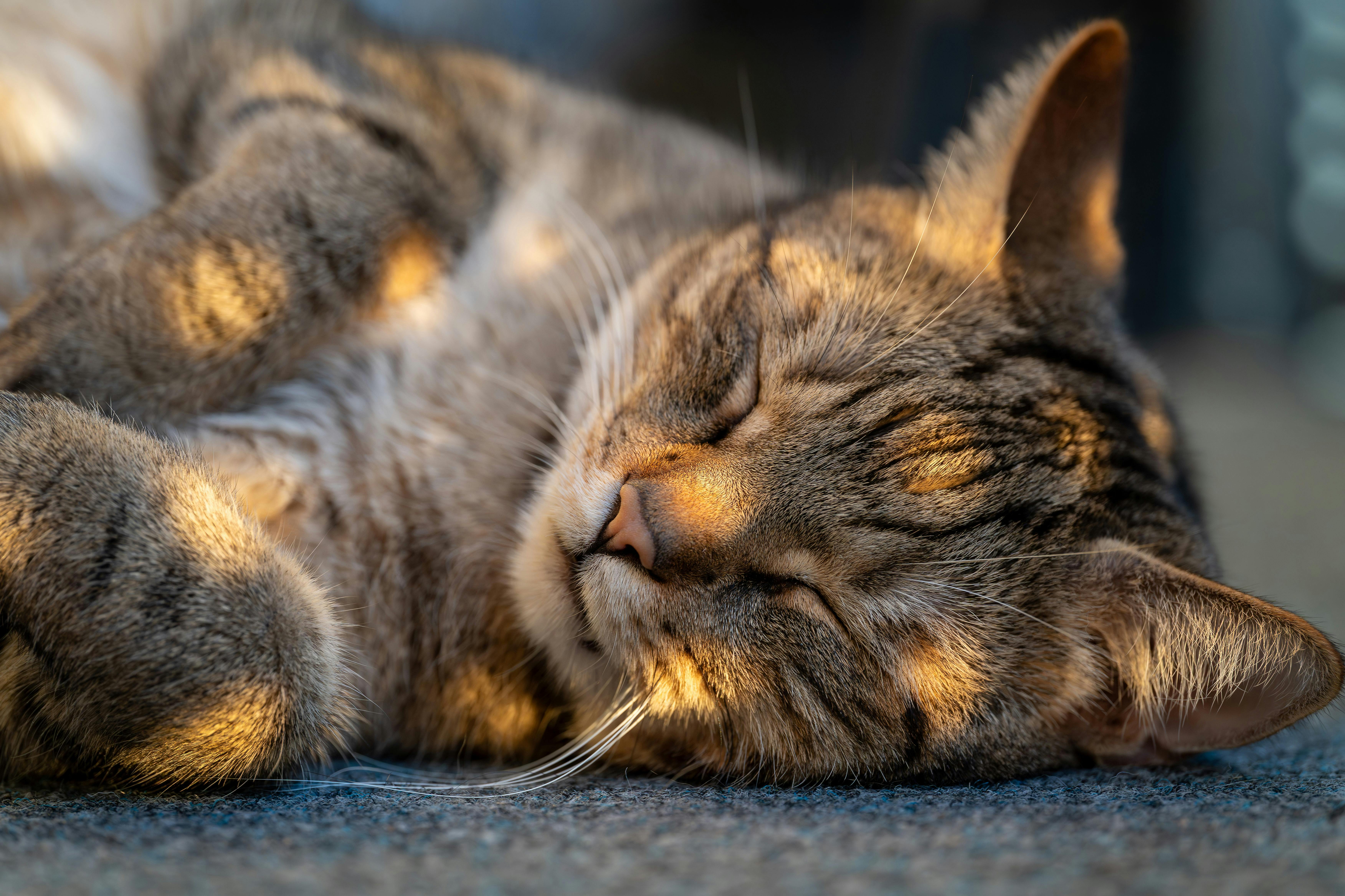 Orange cat sleeping in warm sunny spot on floor