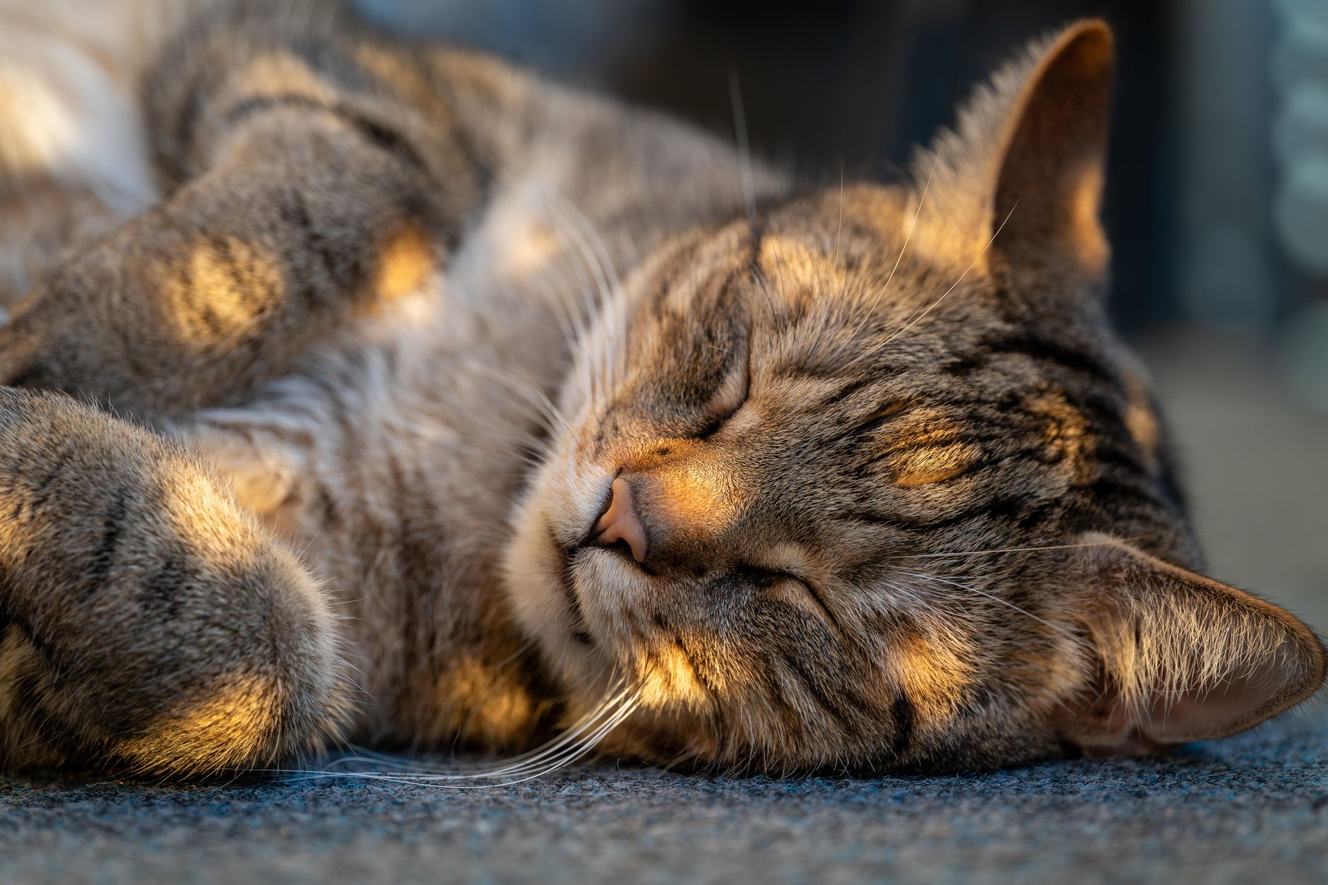 Orange cat sleeping in warm sunny spot on floor