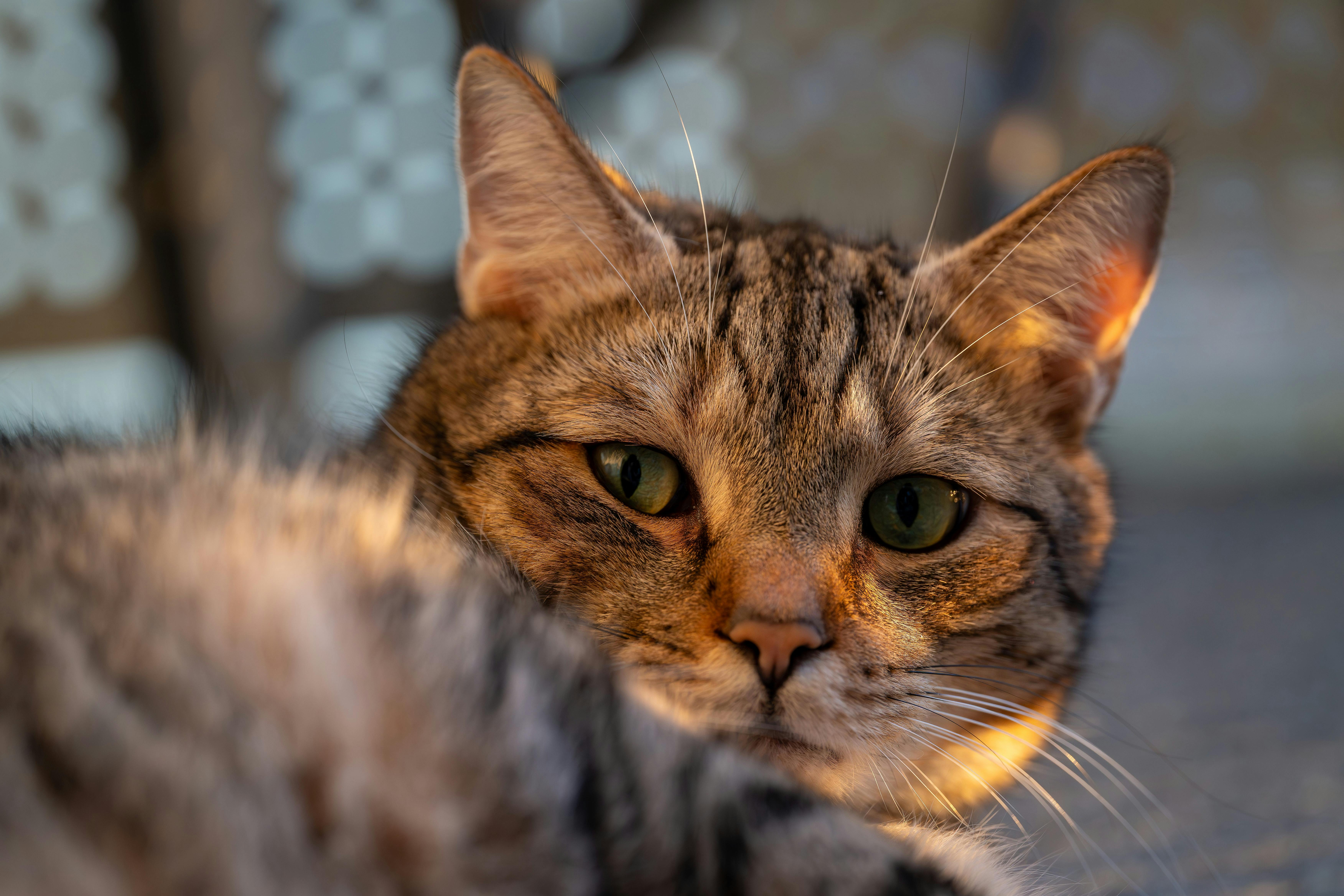 免費 特寫鏡頭：一隻在陽光下放鬆的虎斑貓，突出了它獨特的毛色和綠色的眼睛。 圖庫相片