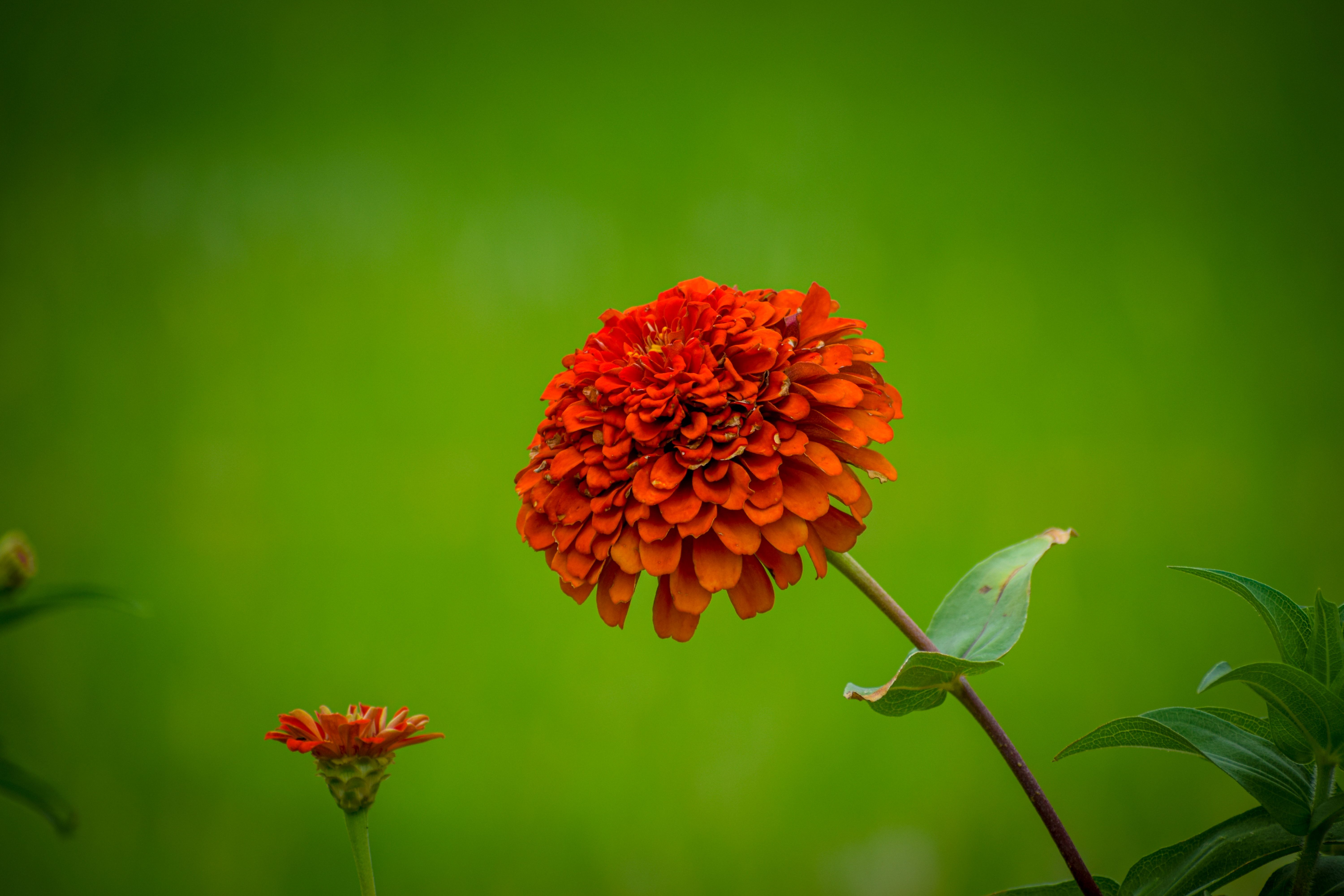 Close-up of a vibrant orange Zinnia flower against a lush green background.