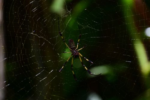 Free Detailed close-up of a spider in an intricate web set against a dark natural background. Stock Photo
