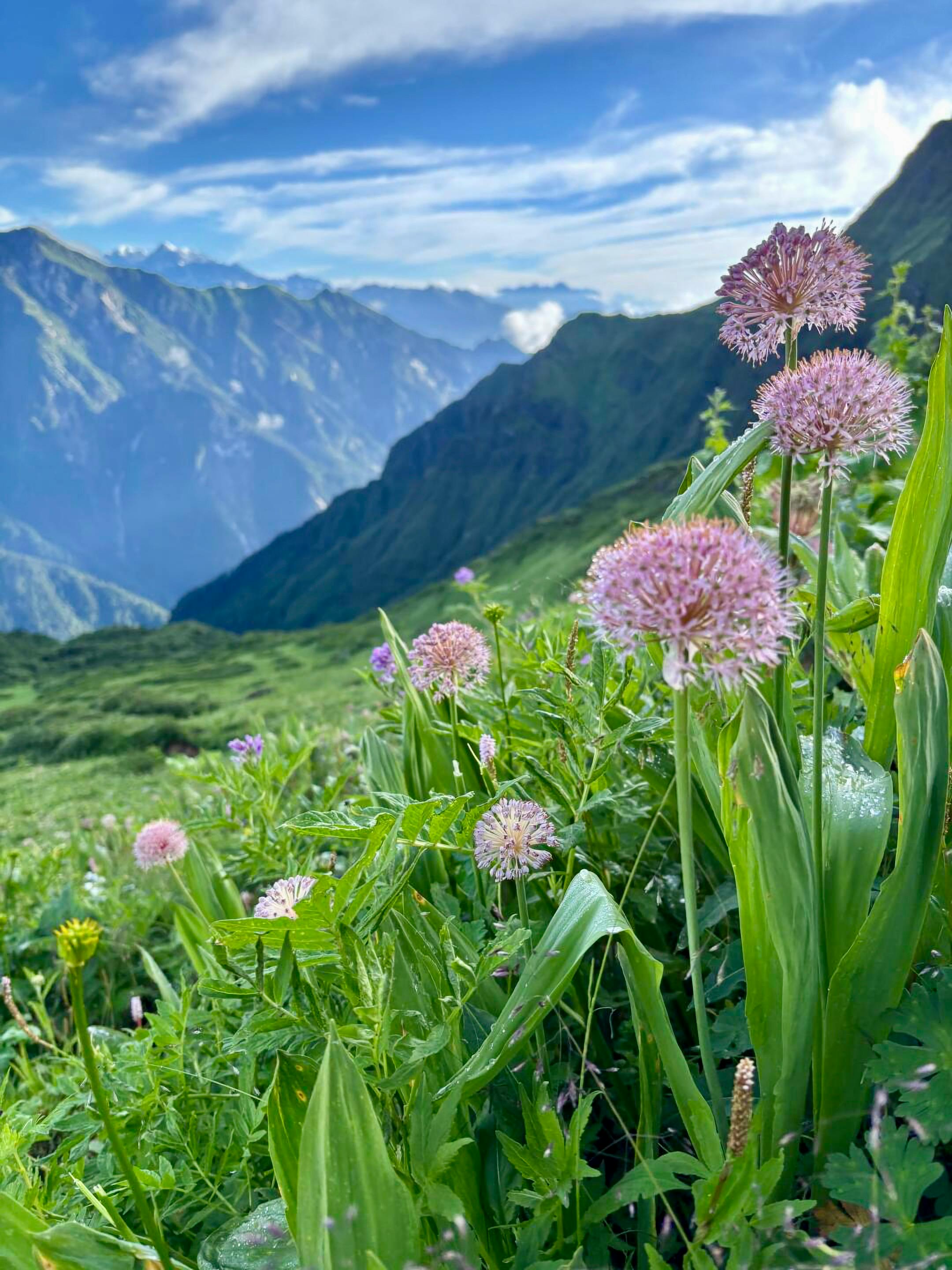 [ColoSach]-vibrant-alpine-wildflowers-on-a-lush-meadow-against-a-backdrop-of-majestic-mountains.