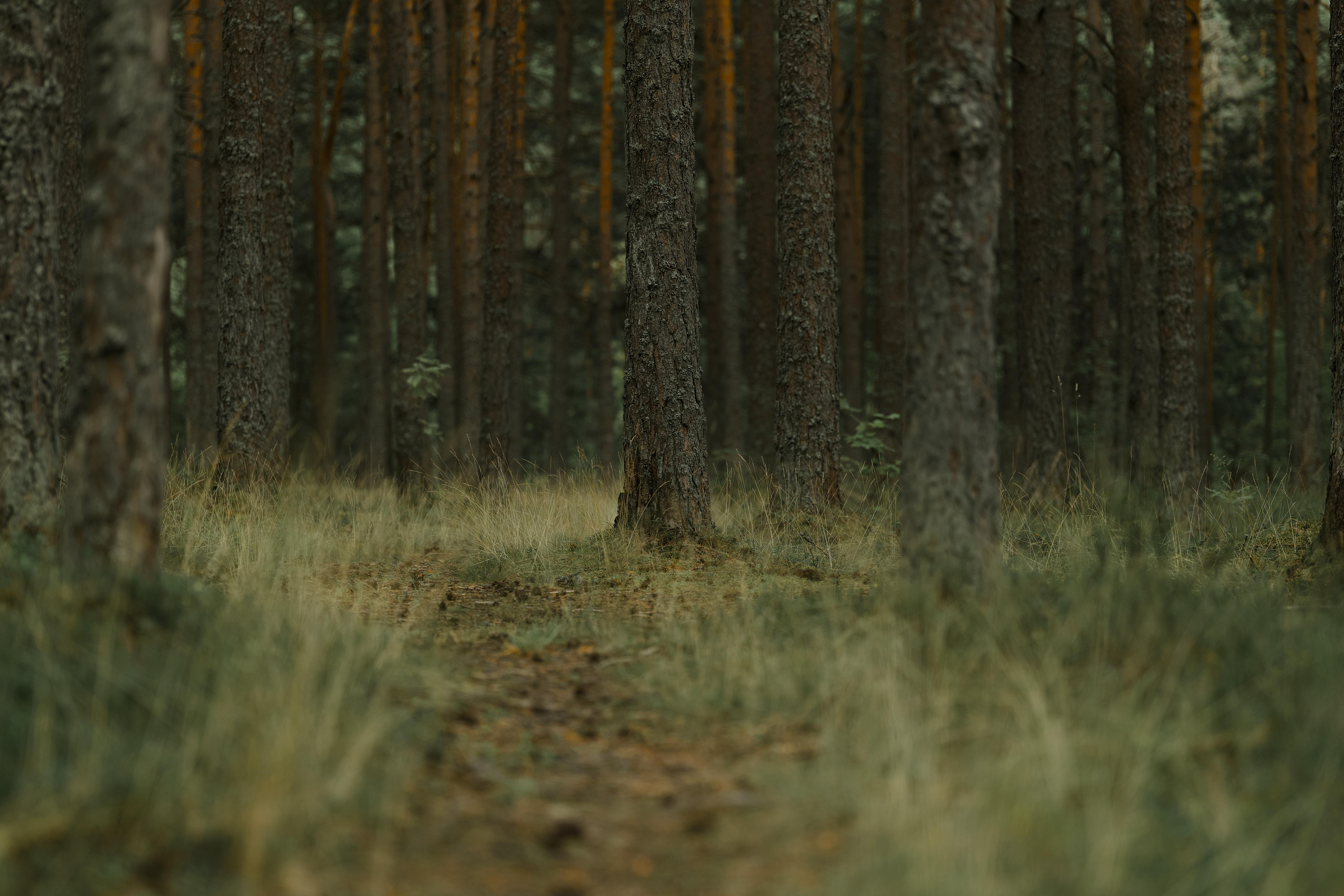 Organic Scents Taking Over the Market