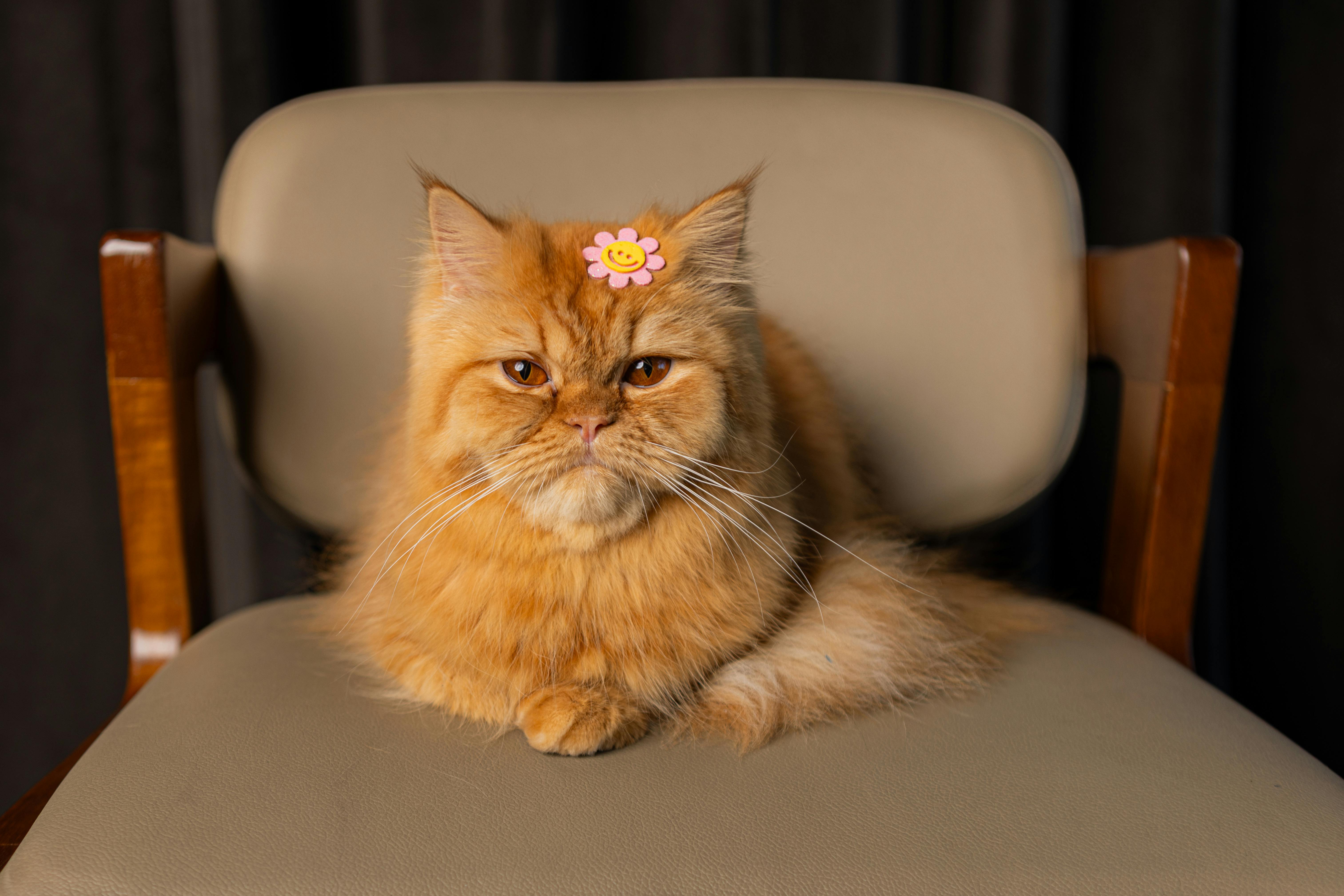 pet insurance pet finance and insurance — Photo by Fernanda da Silva Lopes on Pexels