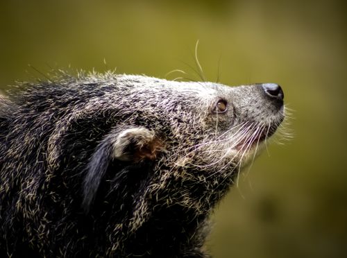 Free A detailed close-up of a binturong gazing upward in its natural habitat. Stock Photo