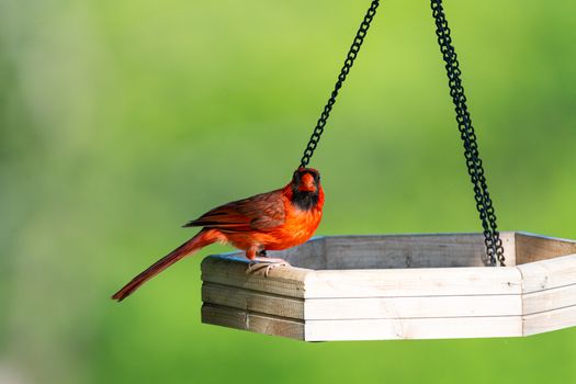 Close-up of a male Northern Cardinal on a wooden bird feeder against a lush green background.