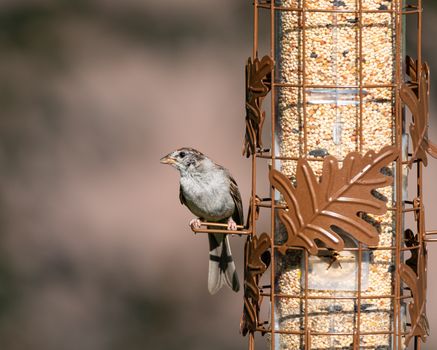 A house sparrow perches on a decorative bird feeder filled with seeds outdoors in Canonsburg.