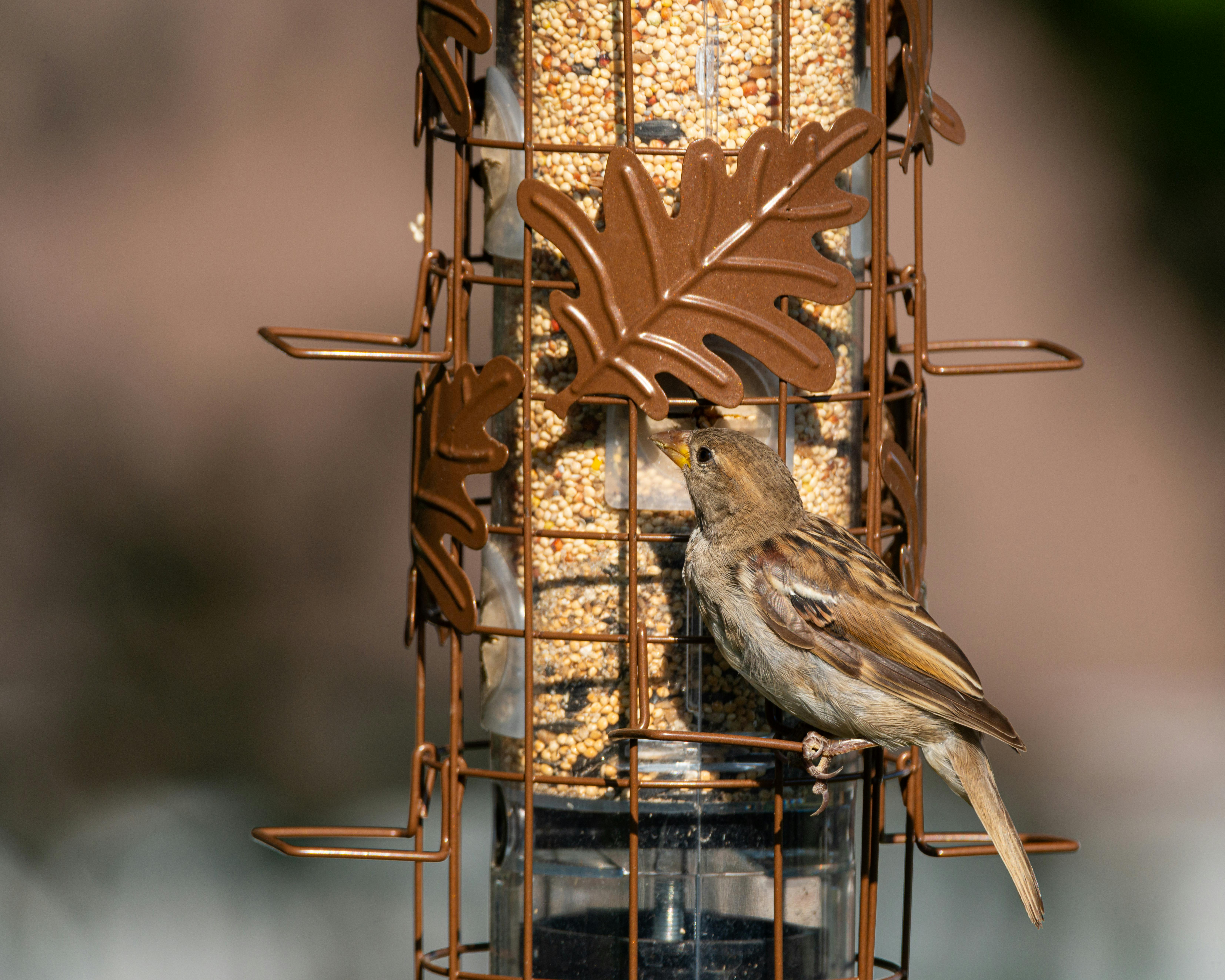 Charming house sparrow perched on a bird feeder in Canonsburg, Pennsylvania.