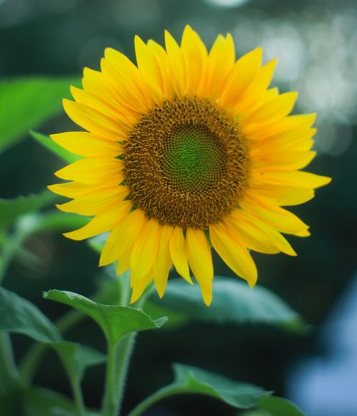 Free Close-up of a bright yellow sunflower in a Rhode Island garden, showcasing its vibrant petals and lush greenery. Stock Photo