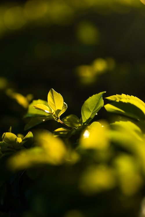 Free Close-up of sunlit green leaves in a natural outdoor setting Stock Photo