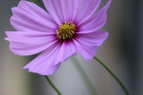 Free A vibrant purple cosmo flower in full bloom captured up-close, showcasing its delicate petals. Stock Photo