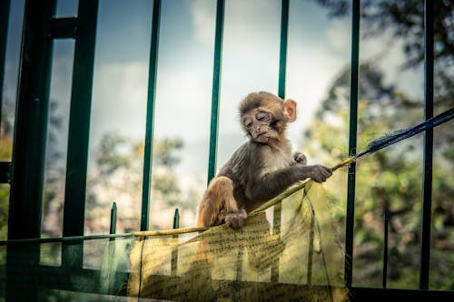 Základová fotografie zdarma na téma baby zvíře, opice, opička