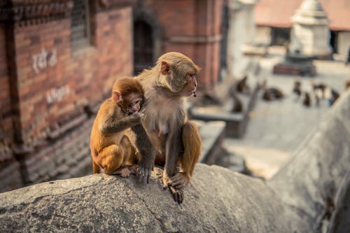 Gratis Fotos de stock gratuitas de bebé mono, lindo animal, mono Foto de stock