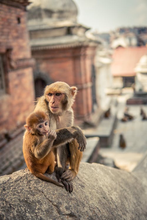 Gratis Fotos de stock gratuitas de bebé mono, lindo animal, mono Foto de stock
