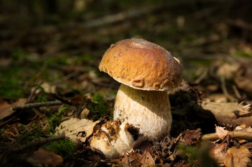Free Close-up of a porcini mushroom in a sunlit forest in Schömberg, Germany. Stock Photo