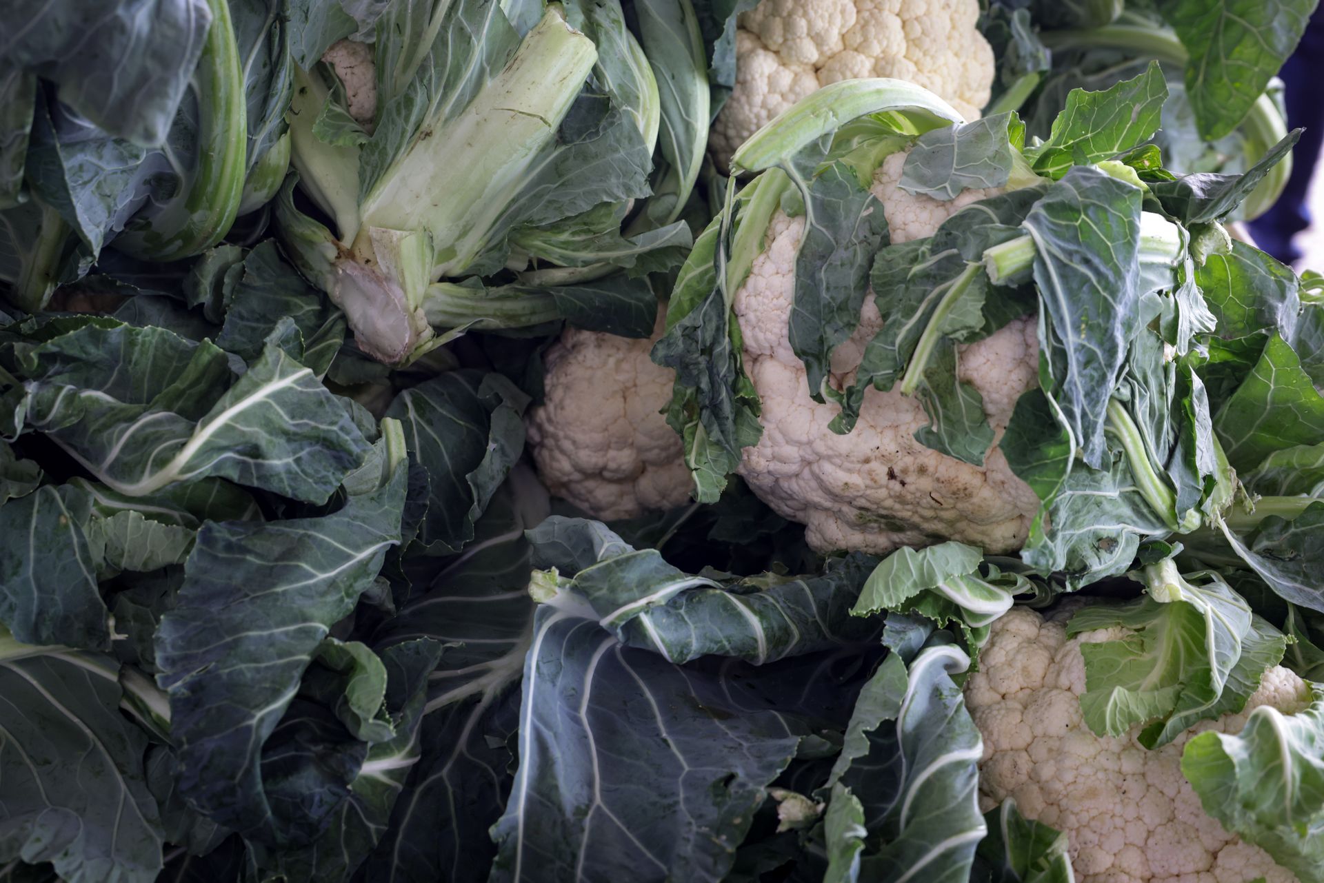 Close-up of fresh organic cauliflowers with vibrant green leaves in a market setting.