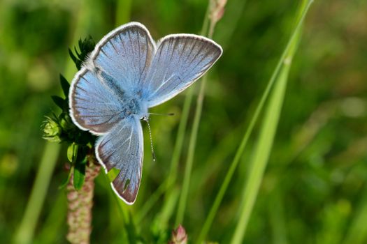 Detailed view of a blue butterfly perched on a plant in a natural setting.